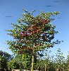 Crataegus laevigata 'Paul's Scarlet'
